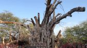 درخت 500 ساله کیش